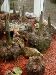 konjac plant glucomannan
