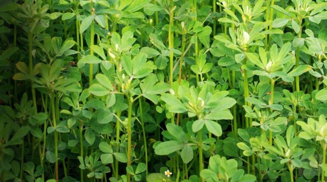Fenegriek – Alles Over Deze Wonderplant! Alle Voordelen & Nadelen