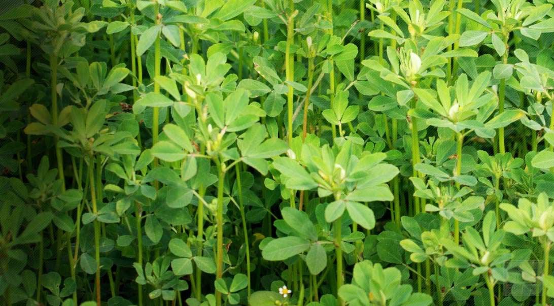 fenugreek-plant fenugriek