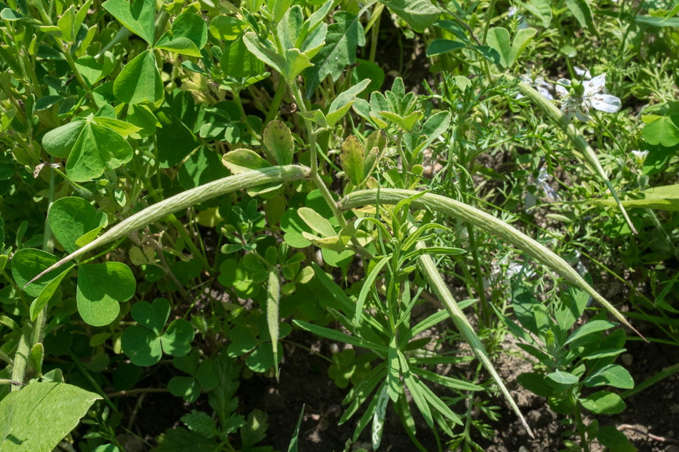 Fenegriek - Alles Over Deze Wonderplant! Alle Voordelen & Nadelen 4 fenegriek