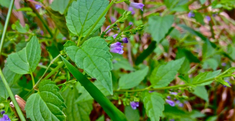 Ontgrendel de kracht van Blauw Glidkruid – De actieve ingrediënten uitgelegd