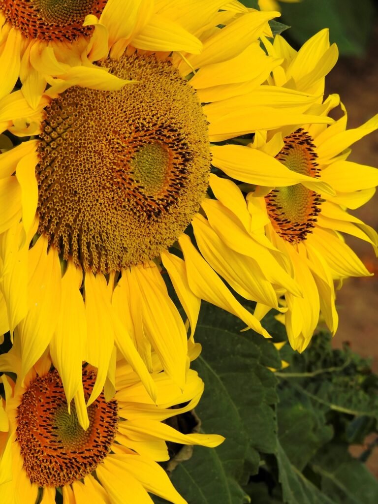 De Voordelen van Zonnebloemolie