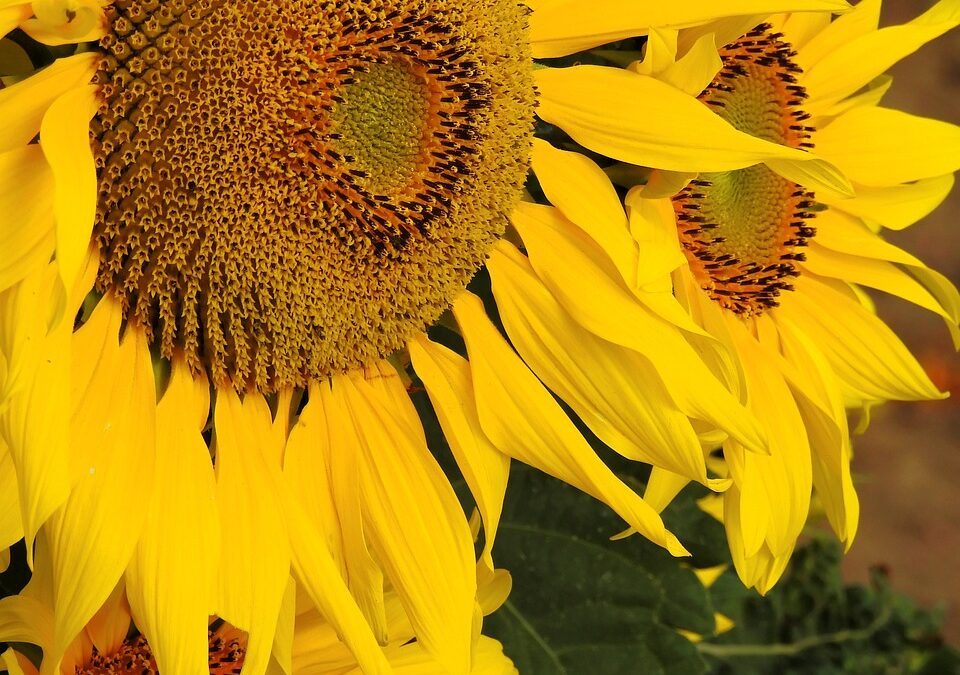 De Voordelen van Zonnebloemolie
